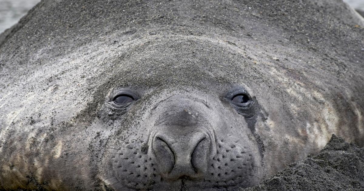 Na Argentina, os elefantes-marinhos estão sendo dizimados pela gripe aviária.