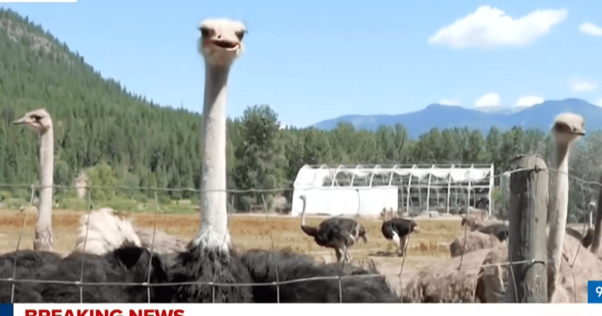 "Yazıklar olsun sana Kanada!": Yüzlerce devekuşu sonunda itlaf edilecek