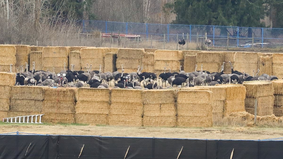 Indignazione per la fucilazione di 300 struzzi "sani" dopo le accuse di malattie infettive