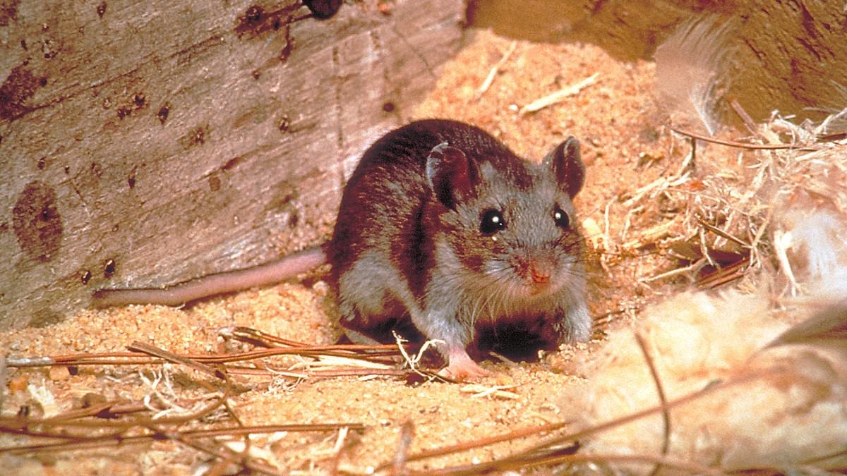 Colorado resident dies of deadly rat virus - but wasn't on the notorious cruise ship where outbreak began