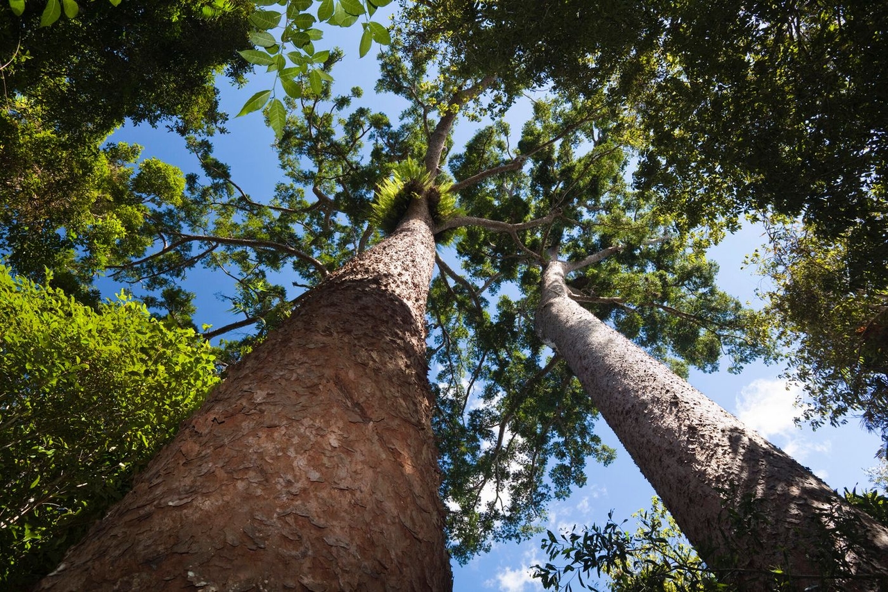 Clima: le foreste pluviali australiane non sono più pozzi di carbonio