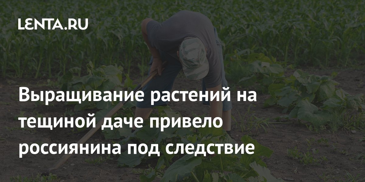 Выращивание растений на тещиной даче привело россиянина под следствие