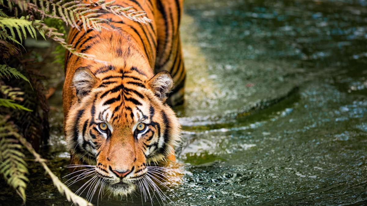 ¿Cómo los animales obtienen sus manchas e imperfecciones? Científicos lograron descifrarlo con un modelo inspirado en la naturaleza