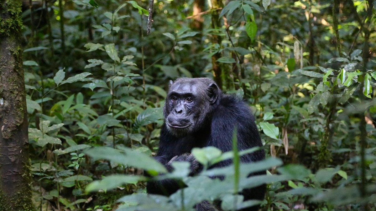 Wissenschaftler gehen noch einen Schritt weiter und vermuten, dass Schimpansen rational denken.