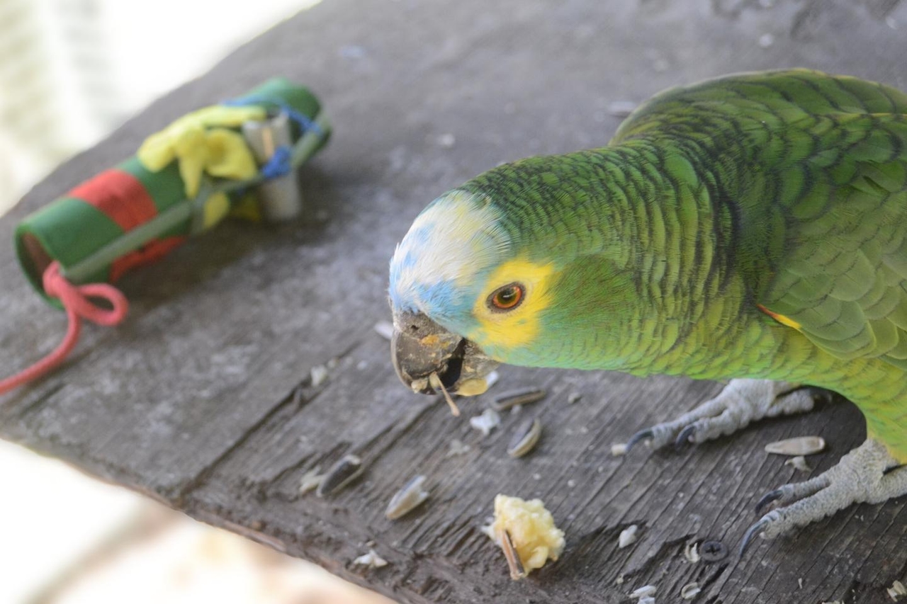 Dagli uccelli ai mammiferi, le diete generaliste sono fondamentali per la sopravvivenza delle specie