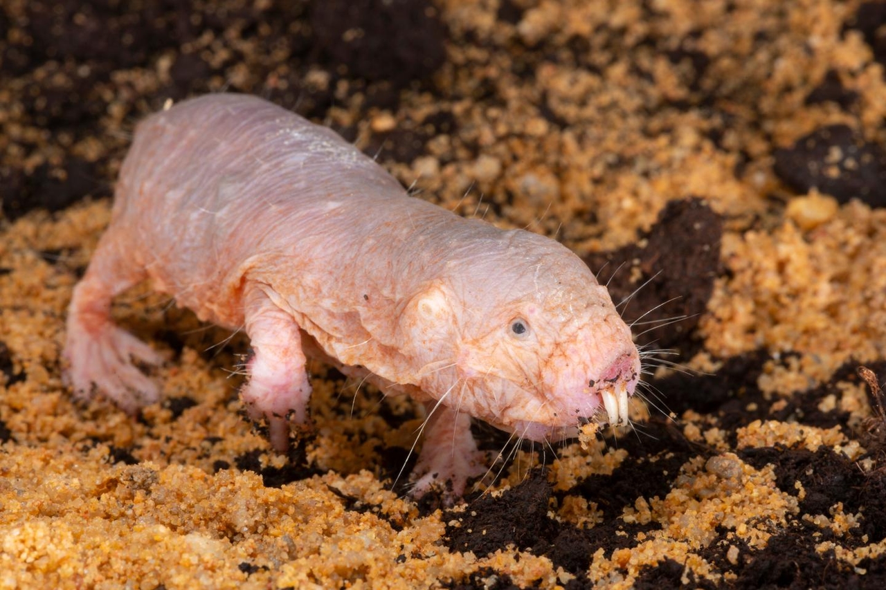 O rato-toupeira sem pelos e o segredo para uma longevidade excepcional