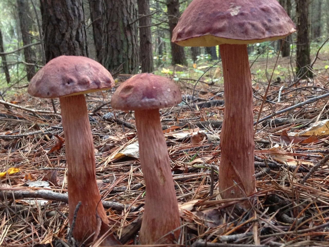 A newcomer to Polish forests. Where did the American boletus come from?