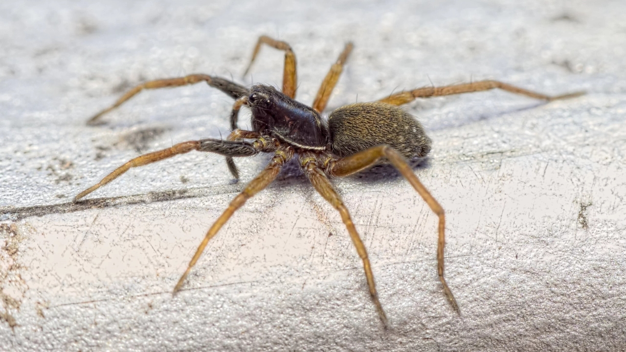 Rare Spider Rediscovered After 40 Years. 'Exciting Find'