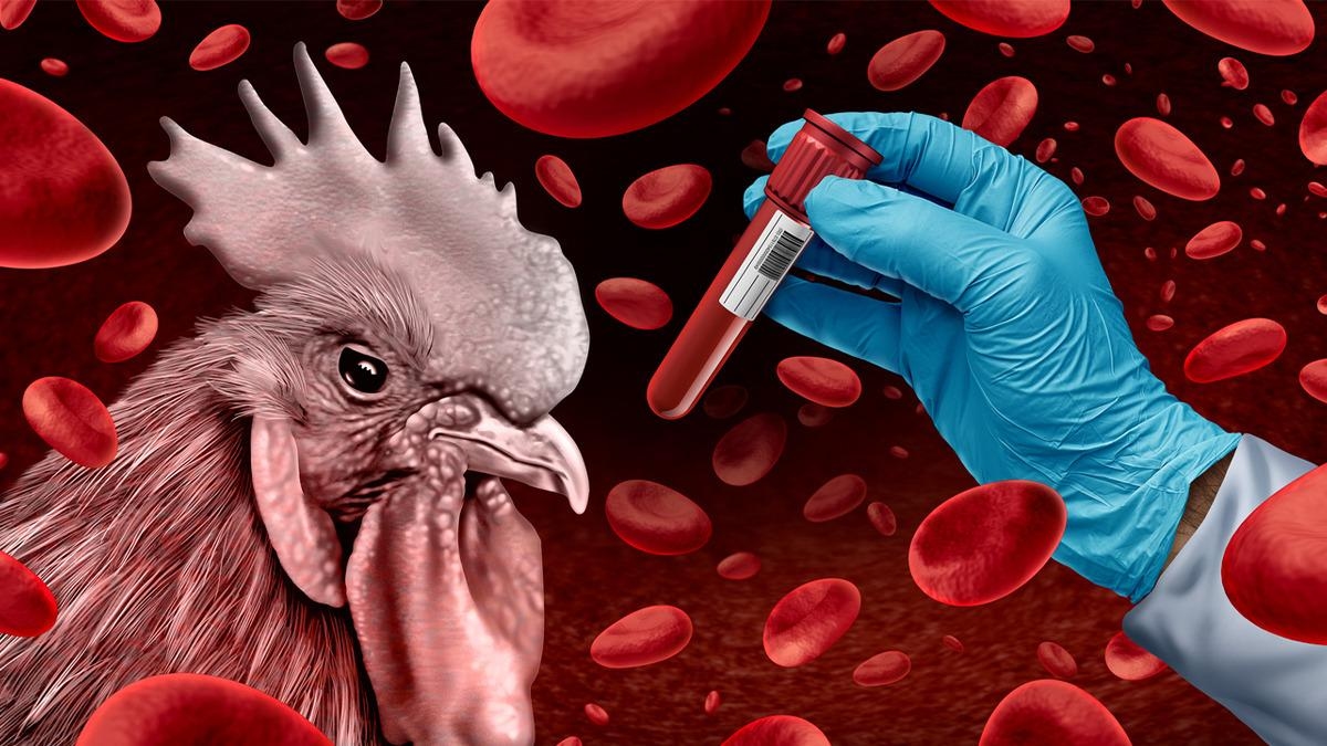 Alarm przed ptasią grypą! Fermy drobiu zostaną zamknięte w obszarach wysokiego ryzyka: „To staje się problemem globalnym”