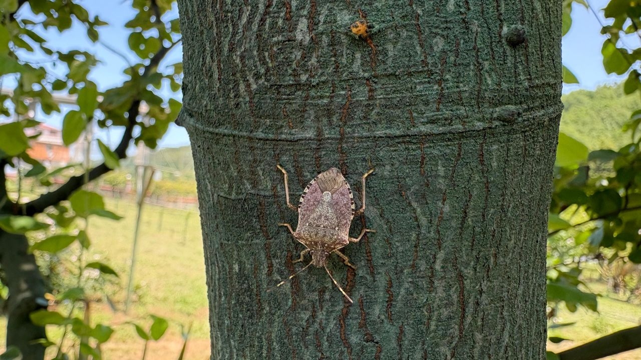 Lutter contre la « lâcheté brune » à Istanbul
