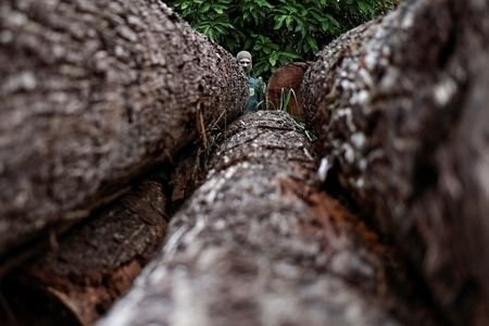 Small cocoa producers fear new European law against deforestation.