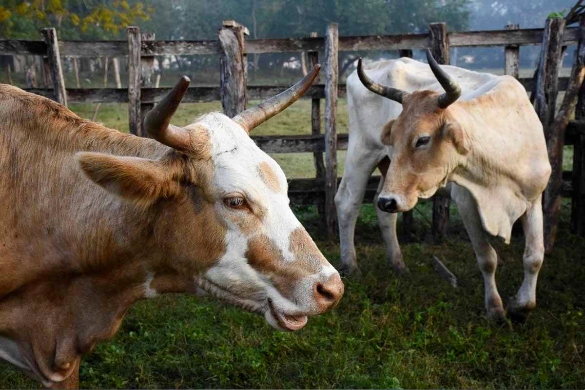 Brak porozumienia: granica dla zwierząt gospodarskich między Meksykiem a Stanami Zjednoczonymi pozostaje zamknięta.