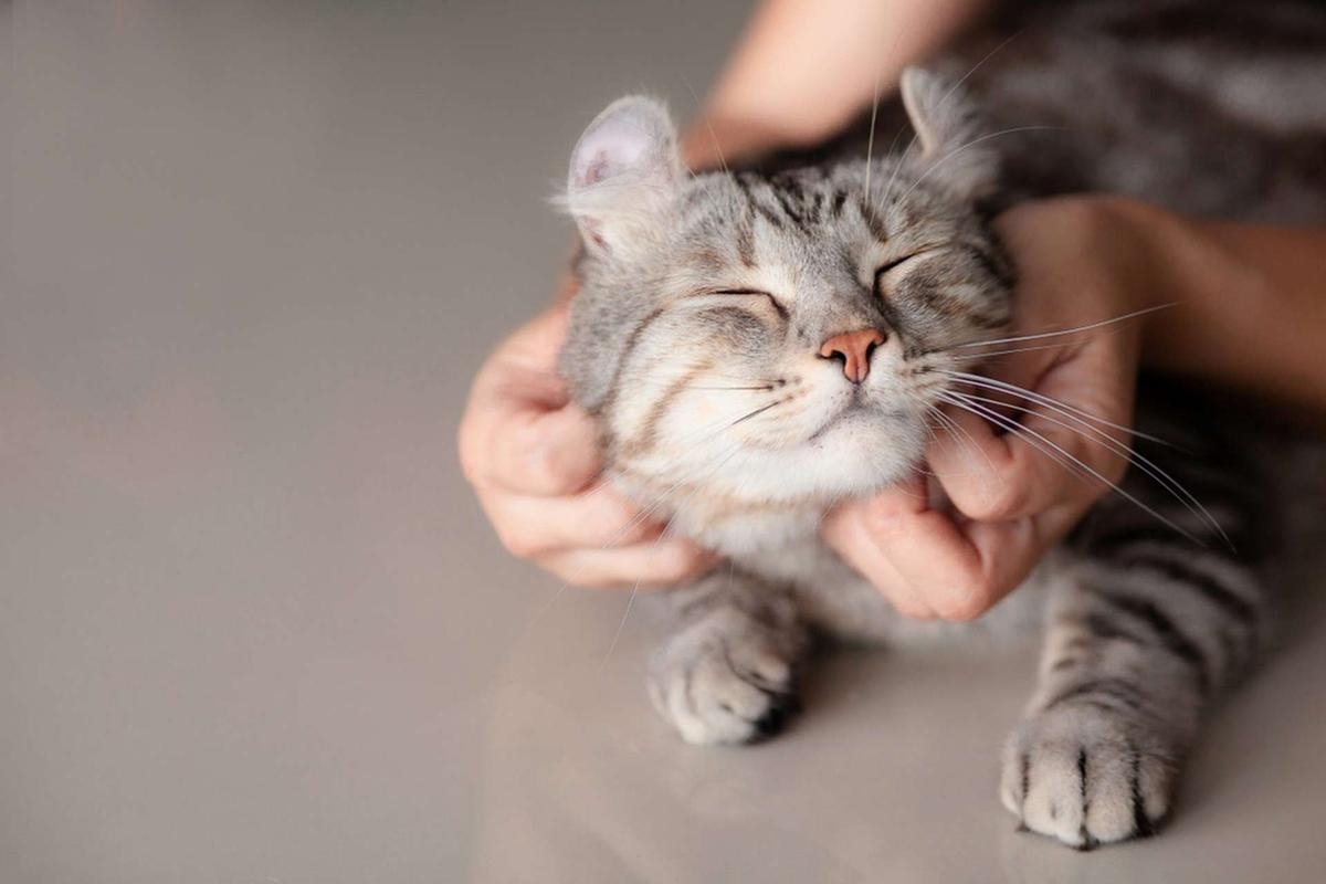 Descifra el comportamiento de tu gato