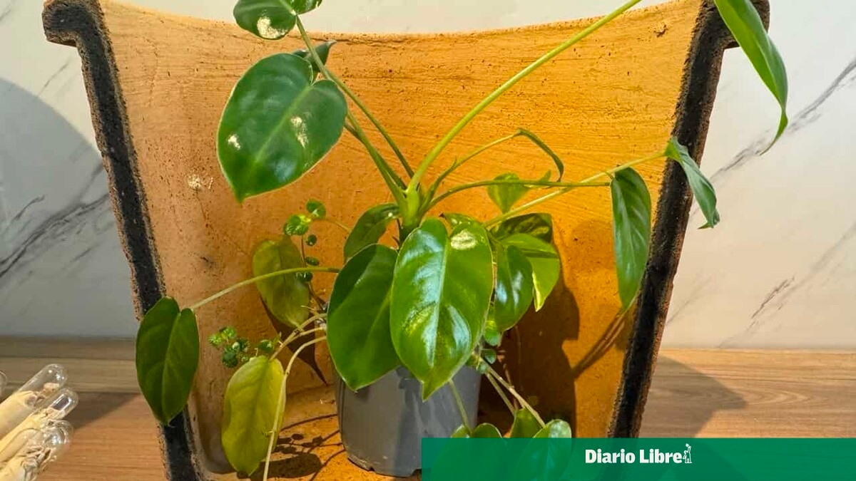 Presentan Ecofiltro y lápices plantables