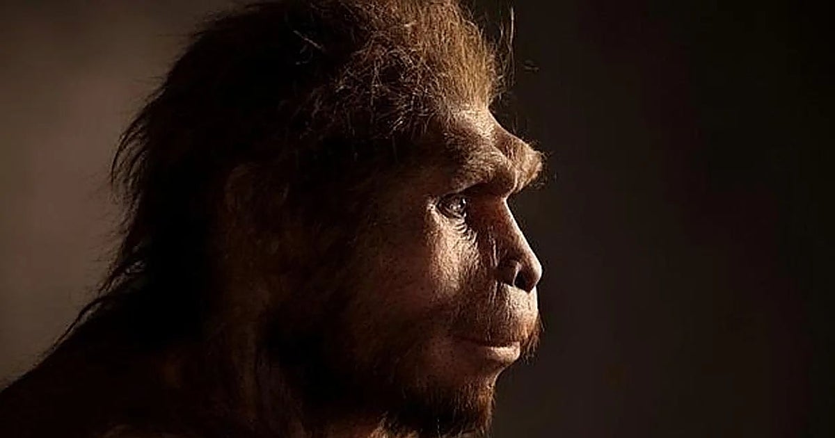 Los humanos se volvieron más grandes y ganaron hasta 16 kilos de masa corporal hace 2 millones de años