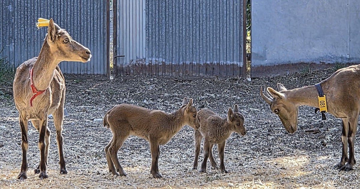 Científicos españoles logran por primera vez el nacimiento de cabras monteses mediante fecundación in vitro