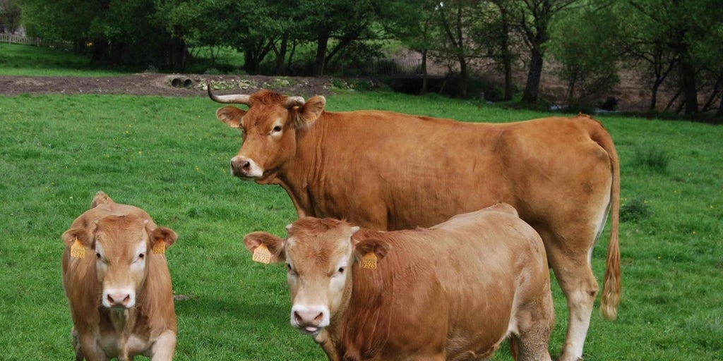 Ni tan rubia ni tan gallega: el atlas de la carne que comemos en España