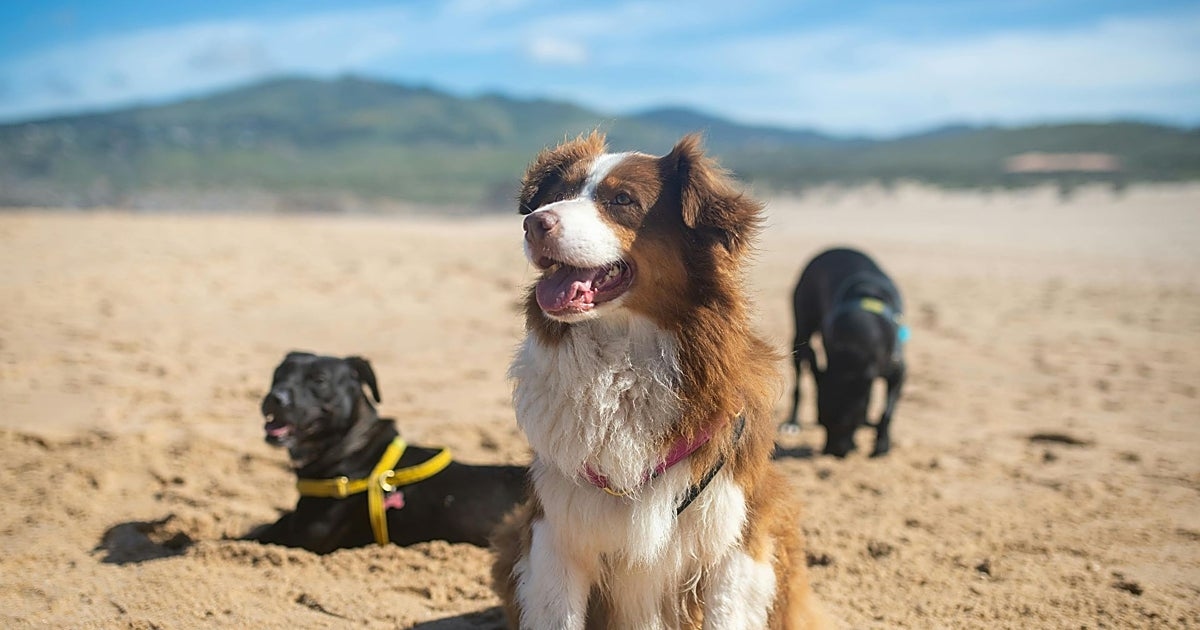 Las mejores playas de España para ir con perro