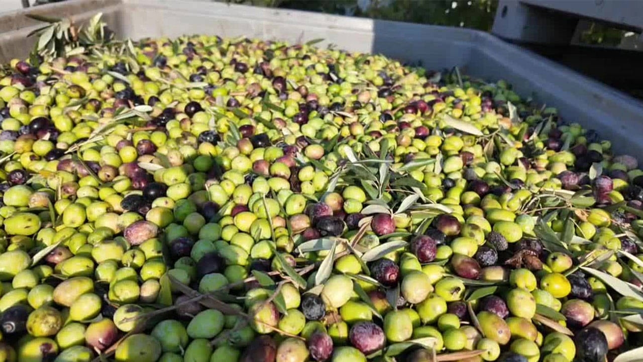 "Olive yields dropped to 30 percent due to drought."
