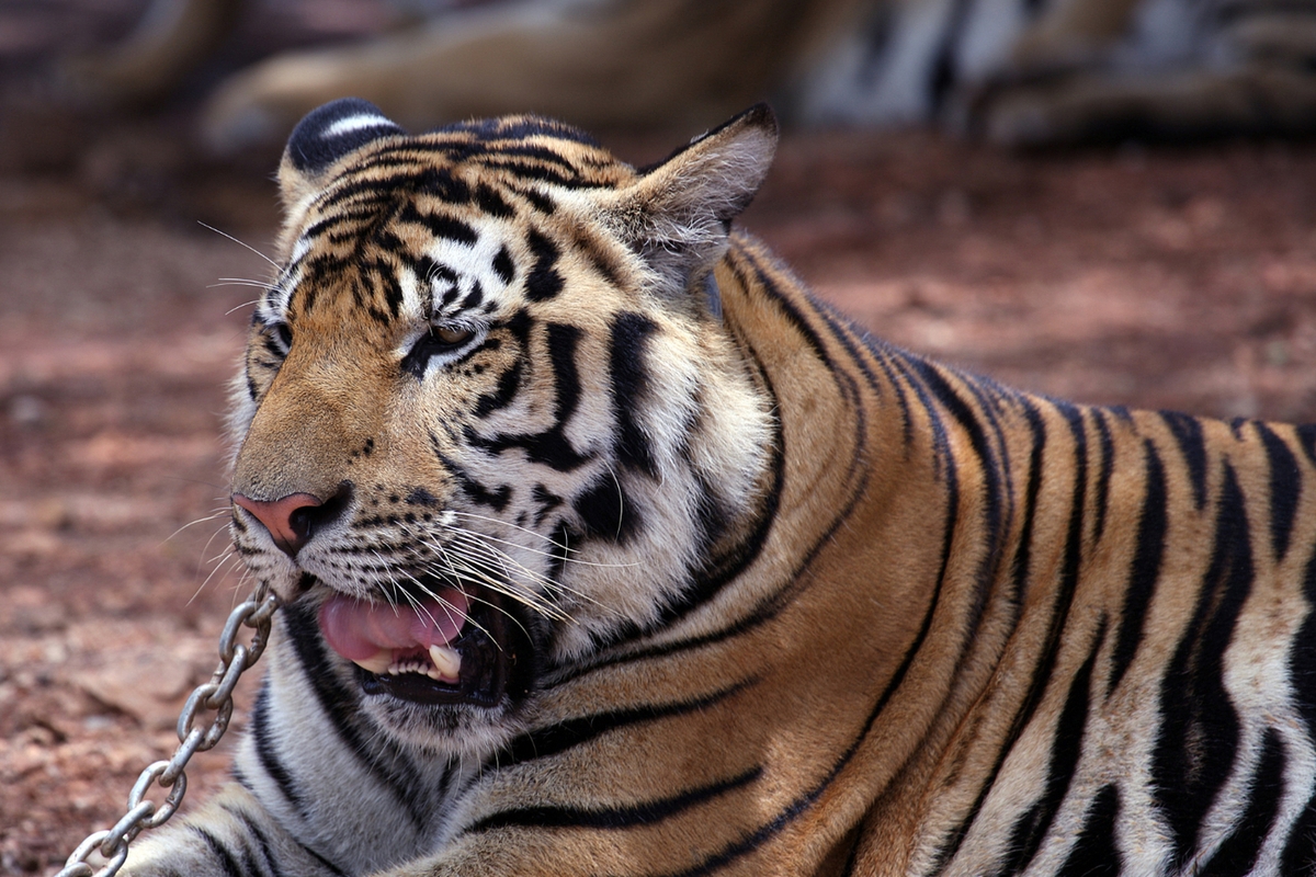 Tigres vs. Humanos: Cientista faz previsão sombria para o Extremo Oriente