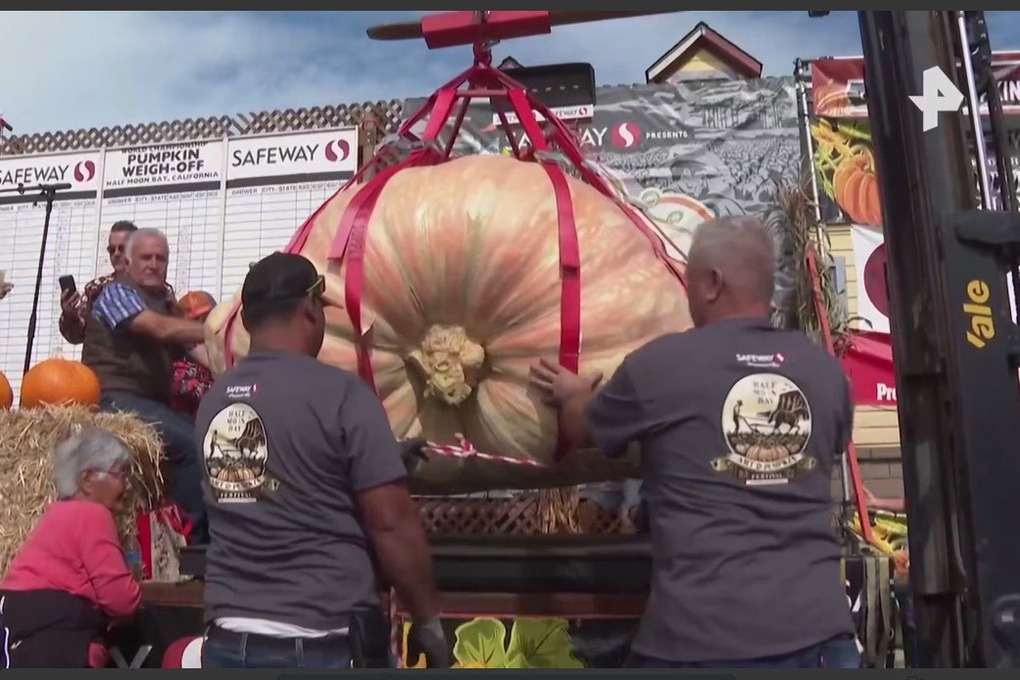 Een ingenieur heeft een gigantische pompoen van 1.064 kg gekweekt.