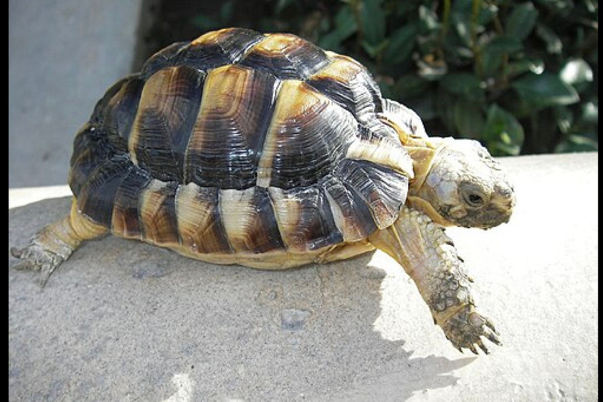 Die kleinsten Schildkröten der Welt wurden aus dem Zoo gestohlen.
