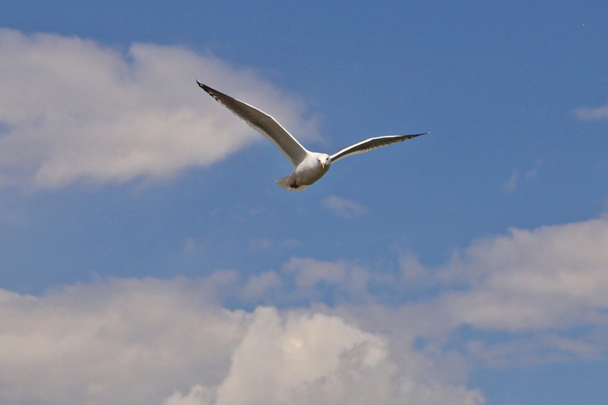 Mewy przenoszą w żołądkach mikroplastik, a wraz z nim trujące ryby.
