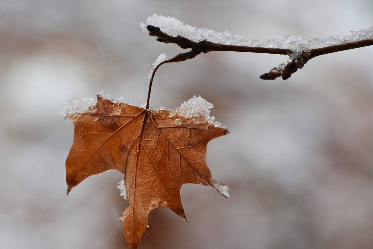Meteoroloji uzmanları Smolensk bölgesindeki hava durumunu Dedovsky Plachi'den bildirdi.