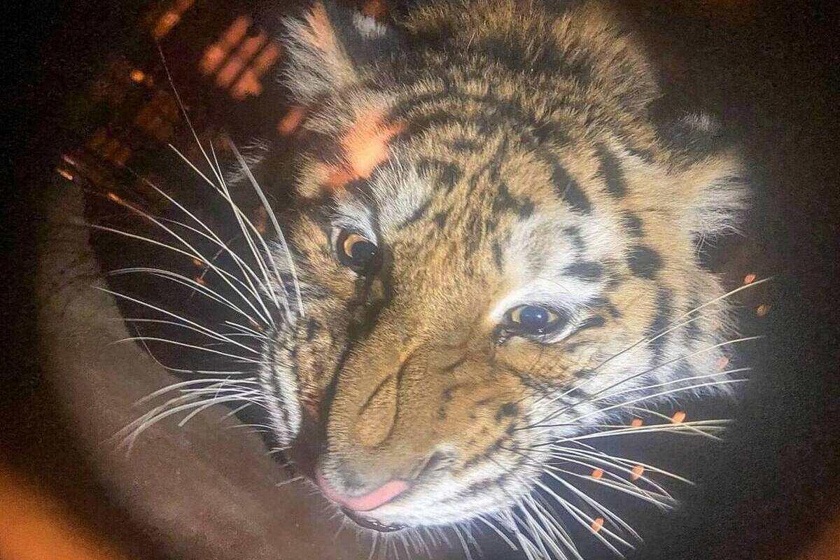 Deux tigresses de l'Amour ont été amenées au zoo de Moscou.