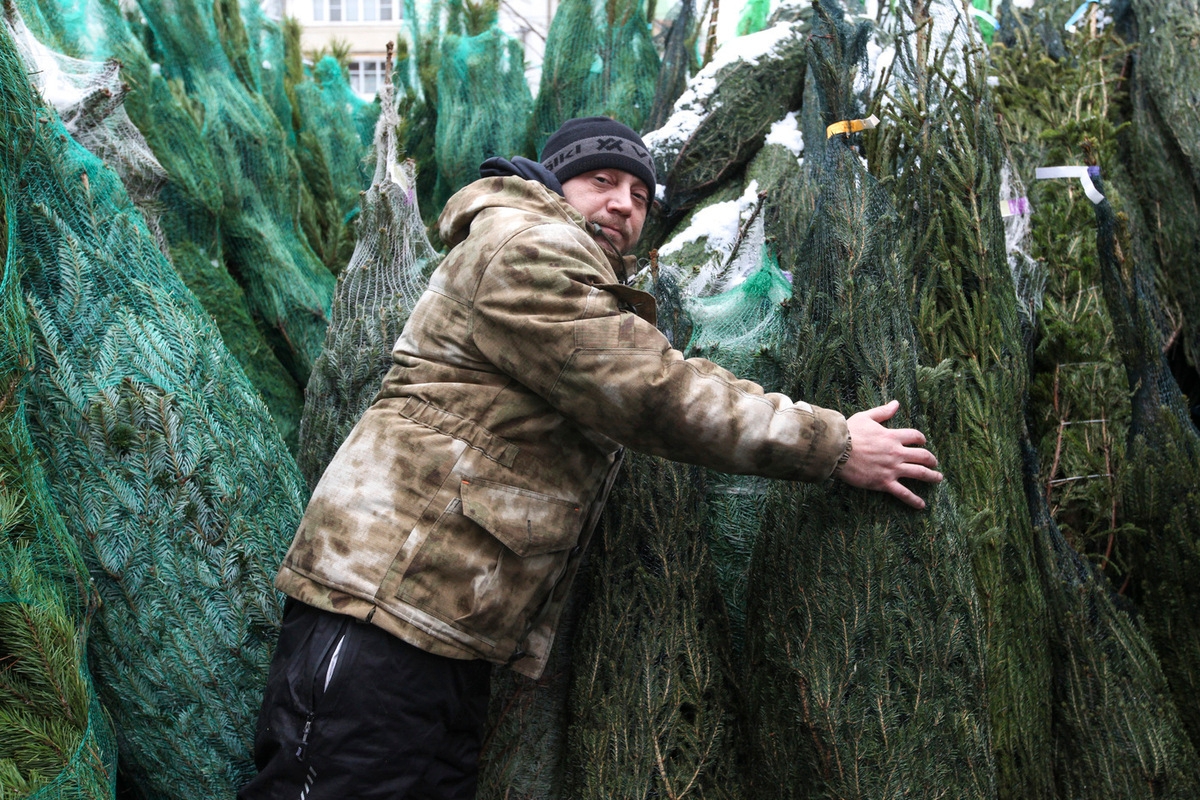 Раскрыт легальный способ срубить елку к Новому году