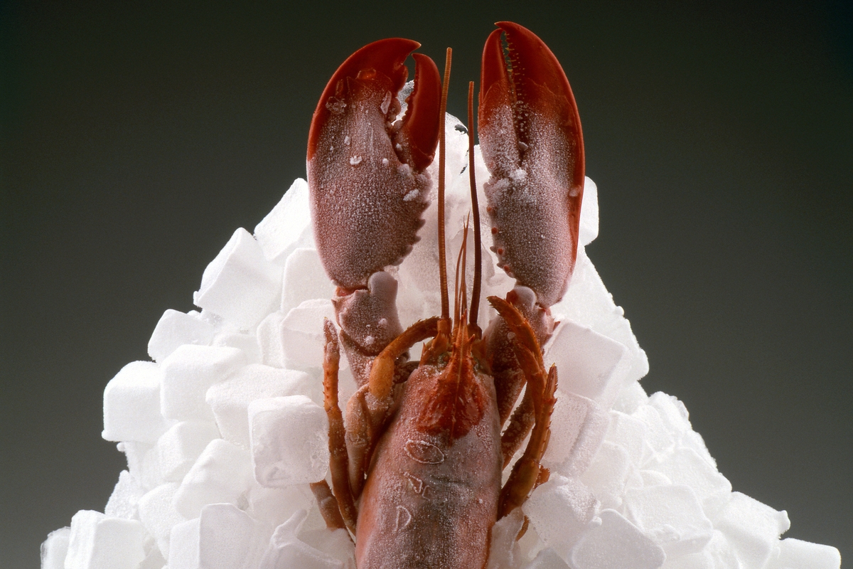 В Англии запретят варить живых лобстеров и крабов