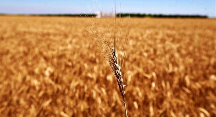 Food prices are falling globally, rising in Türkiye