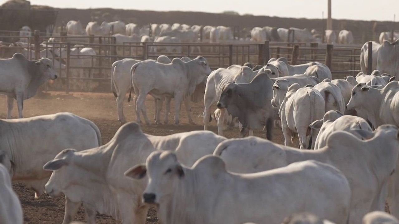 Mercosur: Śledztwo w sprawie brazylijskiego mięsa, które może trafić na nasze talerze