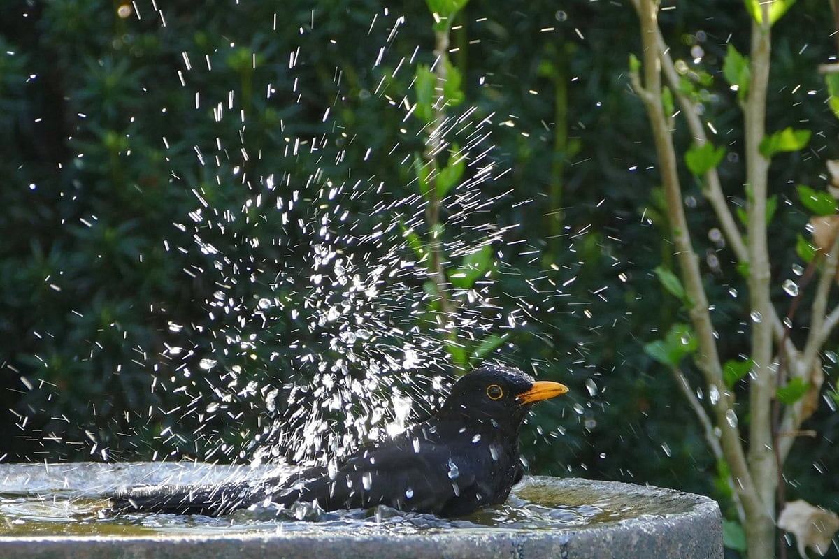 Zelf een vogelbad maken? Zo doe je dat in 4 simpele stappen