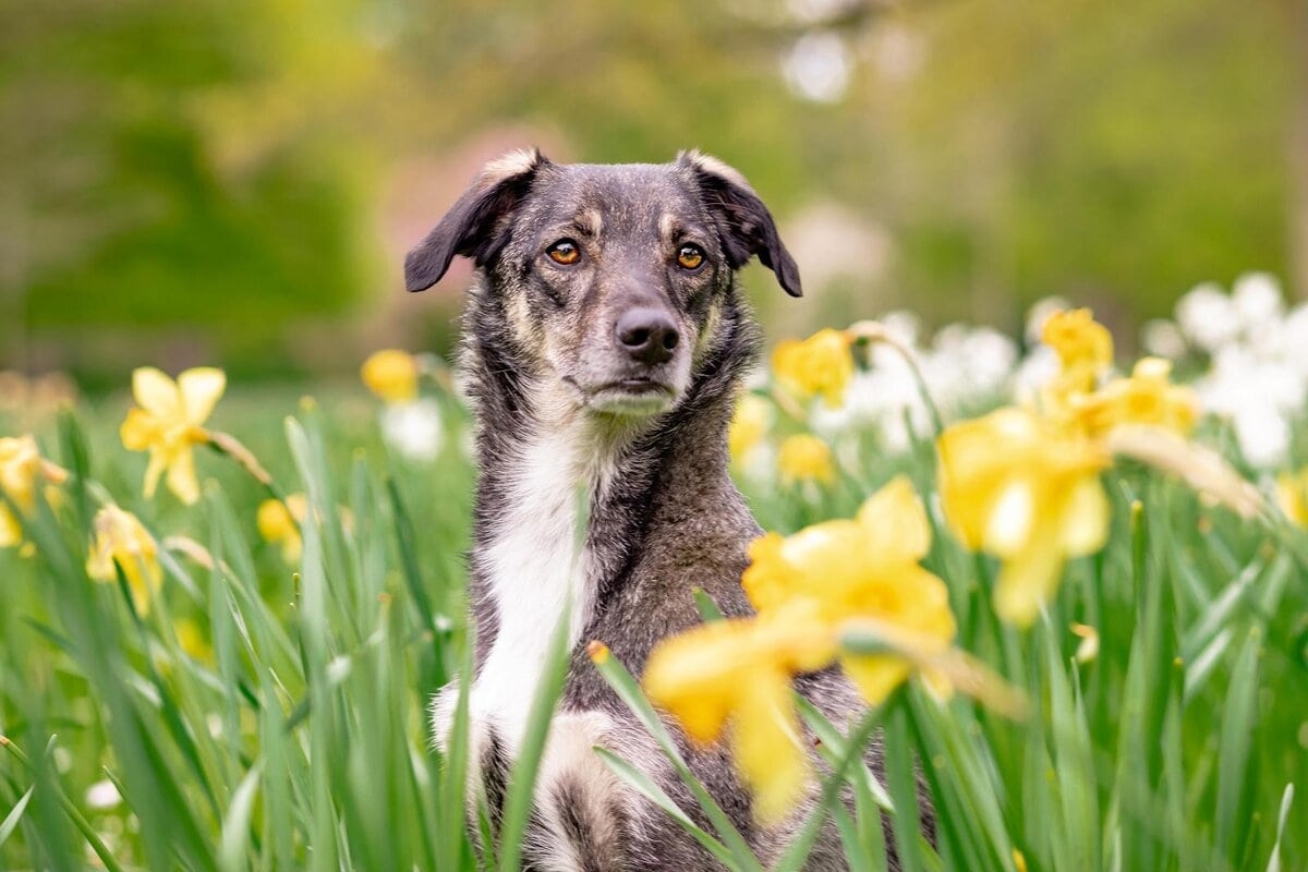 Il tuo cane è a rischio se queste piante sono nel tuo giardino