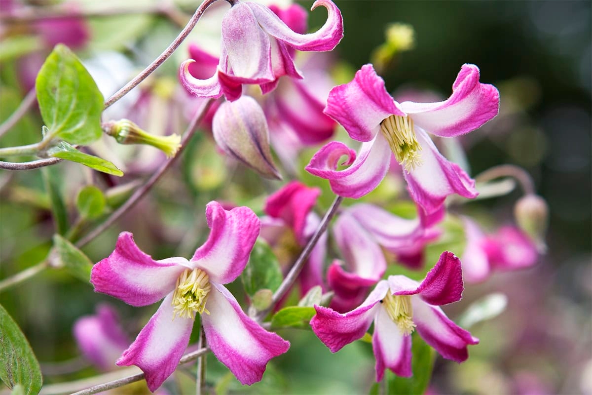 Kleine tuin? Deze 7 planten voegen écht iets toe