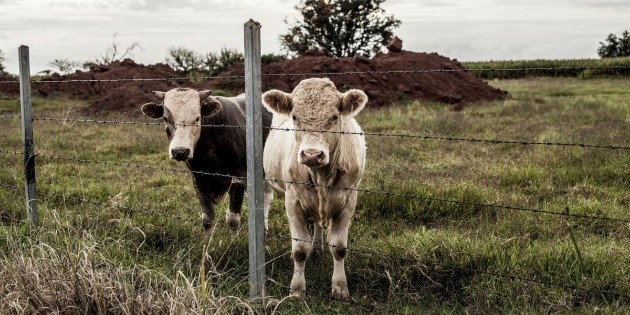 Первый случай заражения крупного рогатого скота мясной мухой подтвержден в Халиско