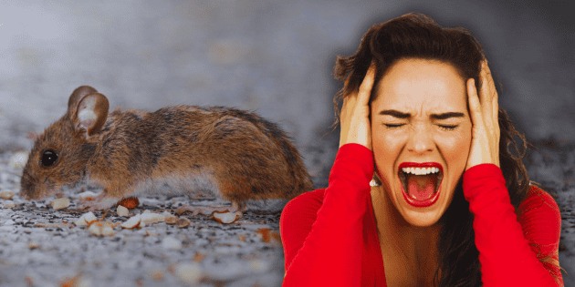 ¿Qué significa realmente que un ratón entre a una casa?