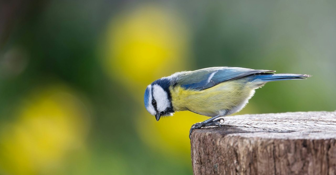 Artenschutz: Die schönsten Ideen, um Vögel in den Garten zu locken